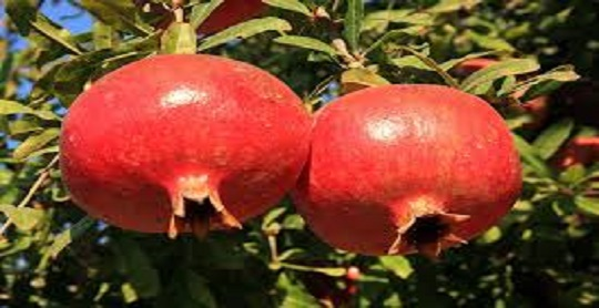برنامه تغذیه درختان انار